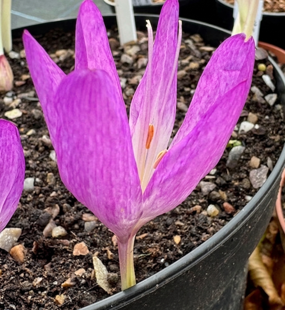 Colchicum Glory of Heemstede